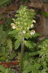 Lousewort